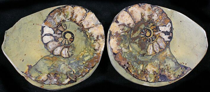 Iron Replaced Ammonite Fossil Pair #27443